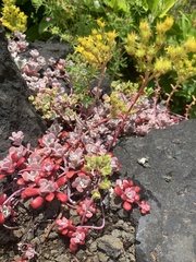 Sedum spathulifolium