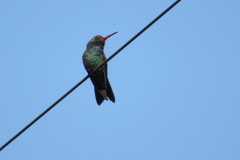 Cynanthus latirostris