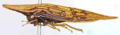 Polyglypta costata