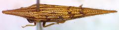 Polyglypta costata