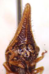 Polyglypta costata