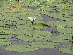 Nymphaea pulchella