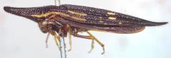 Polyglypta costata