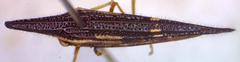 Polyglypta costata