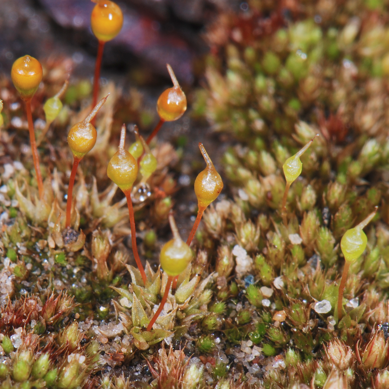 Entosthodon californicus