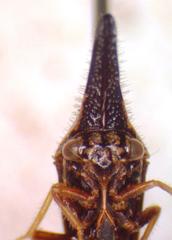 Polyglypta costata