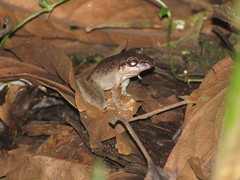 Pristimantis achatinus