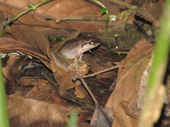 Pristimantis achatinus