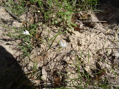 Stylisma pickeringii