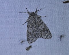 Acronicta impleta