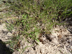 Stylisma pickeringii