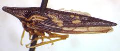 Polyglypta costata
