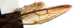 Polyglypta costata
