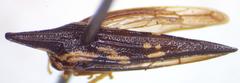 Polyglypta costata