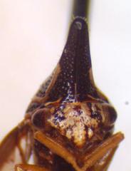 Polyglypta costata