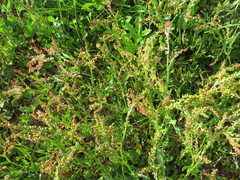 Rumex acetosella