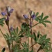 Bajada Lupine - Photo (c) Eric Koberle, some rights reserved (CC BY-NC), uploaded by Eric Koberle