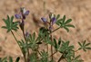 Bajada Lupine - Photo (c) Eric Koberle, some rights reserved (CC BY-NC), uploaded by Eric Koberle