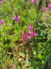 Onobrychis cyri