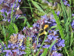 Bombus ternarius