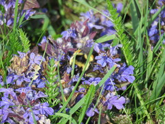 Bombus ternarius