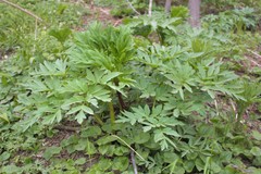 Angelica ursina