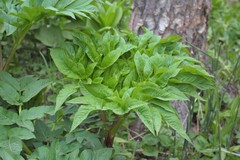 Angelica ursina