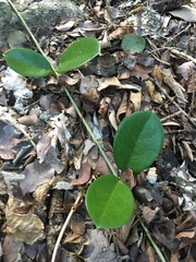 Hoya australis australis