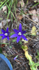 Brodiaea stellaris