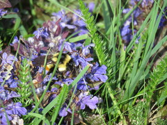 Bombus ternarius