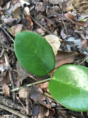 Hoya australis australis