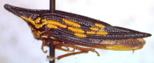 Polyglypta costata