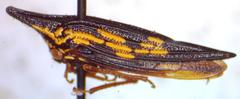 Polyglypta costata