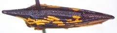 Polyglypta costata