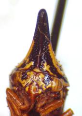 Polyglypta costata