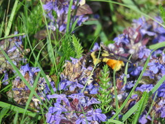 Bombus ternarius