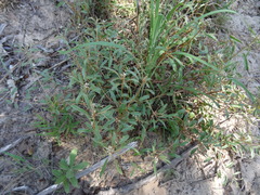 Croton argyranthemus