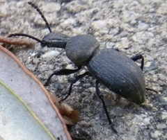 Cephalostenus orbicollis