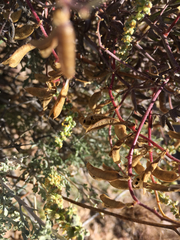Astragalus jaegerianus