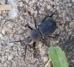 Cephalostenus orbicollis