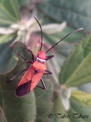 Dysdercus