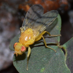 Rhagoletis basiola