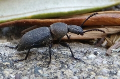 Cephalostenus orbicollis