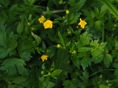 Ranunculus repens