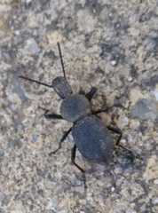 Cephalostenus orbicollis