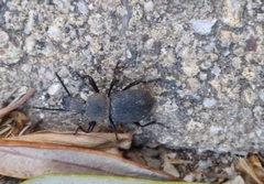 Cephalostenus orbicollis