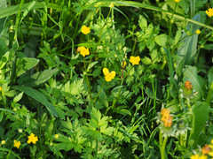 Ranunculus repens