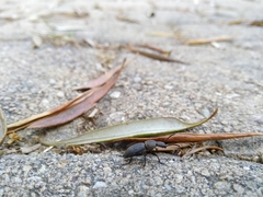 Cephalostenus orbicollis