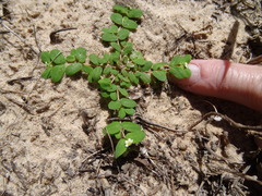 Euphorbia cordifolia