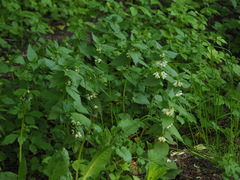 Lamium album